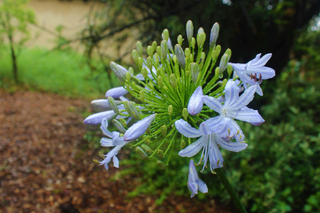 Agapanthus caulescens Stem Agapanthus Hlakahla